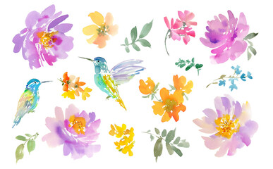Png clipart set of a hummingbird painted in watercolor with spring flowers and wildflowers. Hand-drawn bird with peonies and wild flowers illustration collection with transparent background. © Sawango