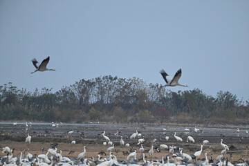 pelicans in flight