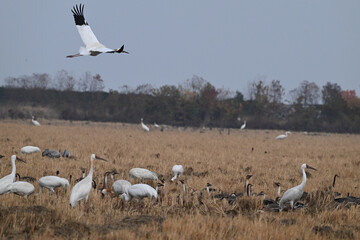 white storks in the nest