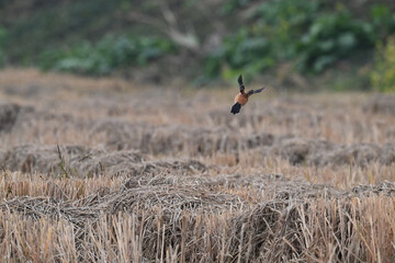 red deer in the grass