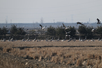 flock of cranes in flight