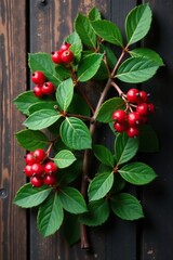 Berberis julianae shrub with dark green leaves and red berries on a wooden background, wintergreen, barberry