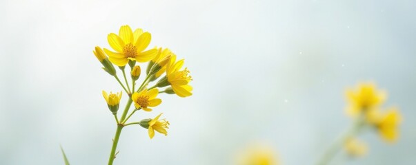Stem of goldenrod with bright yellow petals against a snowy white background, meadow flowers, flowers, stem