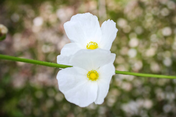 Obraz premium Water jasmine flowers are beautiful and freshen the air