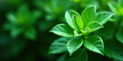 Intricate jade plant leaves, lush green backdrop, succulent, backdrop