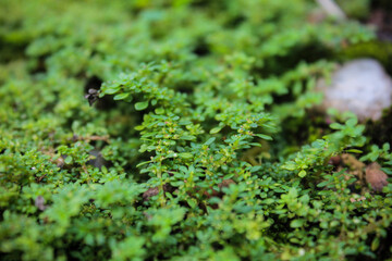 Close-up of fresh green creeping grass spreading across fertile soil