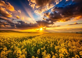 Obraz premium Silhouetted Canola Flowers at Sunset - Vibrant Blooming Field