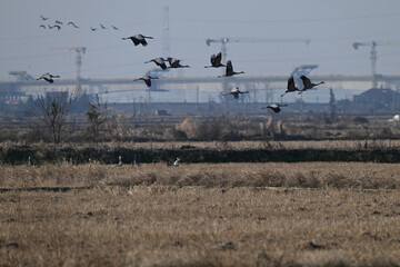 flock of cranes in flight