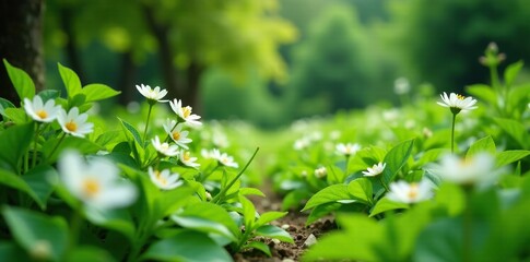 Indian garden landscape filled with tiny white flowers and lush greenery, foliage, nature, garden