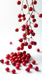 Falling barberry on white background, with berries scattered all over the surface, background, photography