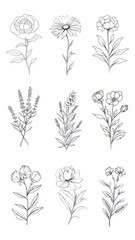 Fototapeta premium Line art flower png cut out set