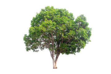 Green tree isolated on transparent background with clipping path, single tree with clipping path and alpha channel. are Forest and foliage in summer for both printing and web pages. 