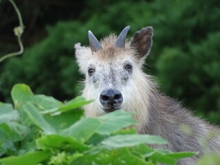 Fototapeta premium ニホンカモシカ
