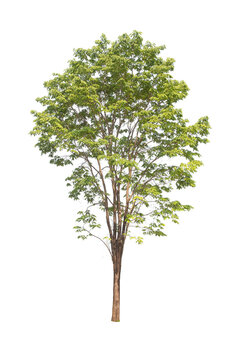 Green tree isolated on transparent background with clipping path, single tree with clipping path and alpha channel. are Forest and foliage in summer for both printing and web pages. 