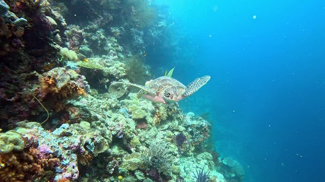 A green sea turtle with barnacles on shell, is followed by a golden spadefish, looking for a meal of turtle droppings.