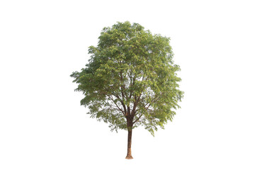 Green tree isolated on transparent background with clipping path, single tree with clipping path and alpha channel. are Forest and foliage in summer for both printing and web pages. 
