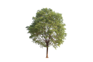 Green tree isolated on transparent background with clipping path, single tree with clipping path and alpha channel. are Forest and foliage in summer for both printing and web pages. 