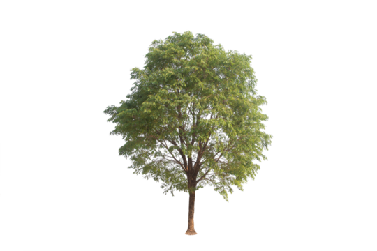 Green tree isolated on transparent background with clipping path, single tree with clipping path and alpha channel. are Forest and foliage in summer for both printing and web pages. 