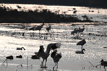 black and white wild animals