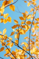Vibrant golden leaves against a clear blue sky showcasing the beauty of autumn foliage : Generative AI