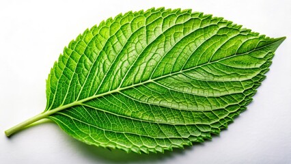 Fototapeta premium High-resolution macro photo of a green leaf against a stark white background; minimalist botanical studio shot.