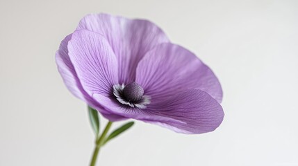 Obraz premium Lavender flower close-up, studio shot, soft background, floral design