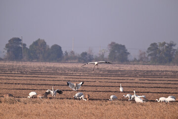 flock of sheep in a field