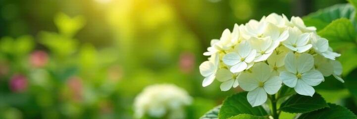White hydrangea paniculata inflorescences against a sunny summer garden backdrop, garden background, garden decor