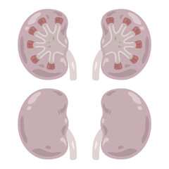不健康な腎臓のイラスト