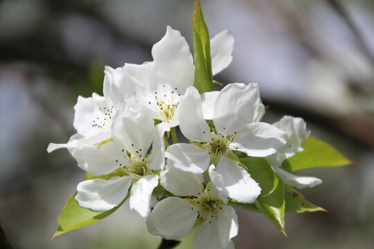 apple tree flowers