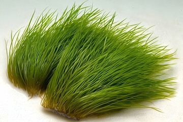 Lush green aquatic plants, closeup view