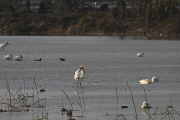 great blue heron ardea cinerea