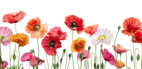 Obraz premium PNG Poppy flowers blossom anemone plant.
