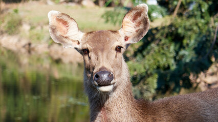 Close-Up Portrait of a Deer in a Thai National Park