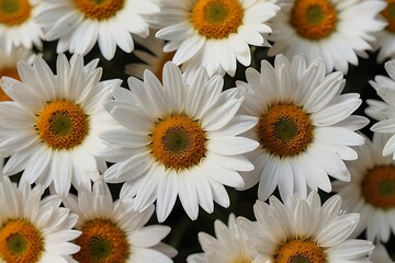 daisies