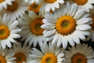 daisies