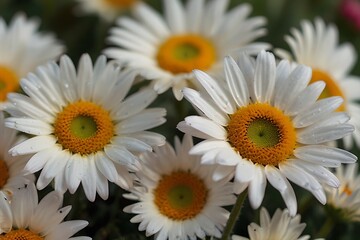 daisies