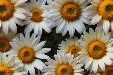 daisies