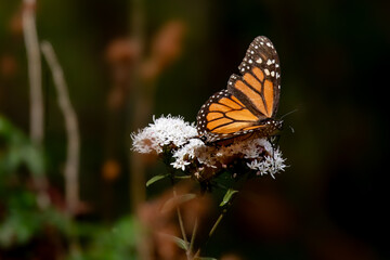Monarch butterfly (Danaus plexippus) Methuselah in the Monarch Butterfly Biosphere Reserve in Rosario, Michoacan