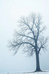 Obraz premium Bare branch of a tree against white foggy background, white fog, tree branch, cold