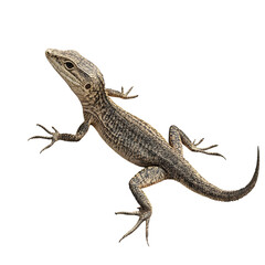 Naklejka premium a beautiful lizard