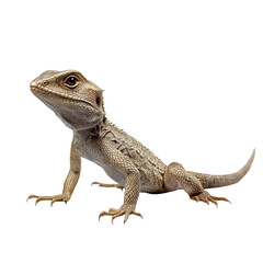 Obraz premium bearded dragon lizard
