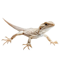 Naklejka premium bearded dragon lizard