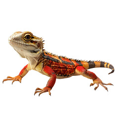 Obraz premium iguana
