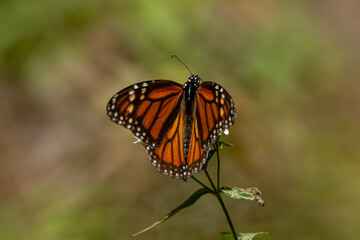 Monarch butterfly (Danaus plexippus) Methuselah in the Monarch Butterfly Biosphere Reserve in Rosario, Michoacan