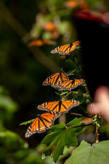 Monarch butterfly (Danaus plexippus) Methuselah in the Monarch Butterfly Biosphere Reserve in Rosario, Michoacan