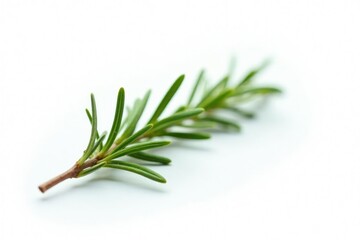 Fototapeta premium delicate branch of rosemary on white background, herb, tree
