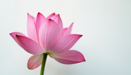 Fototapeta premium Delicate petals of lotus flower unfolding on white background, nature, flower, delicate