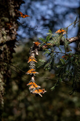 Monarch butterfly (Danaus plexippus) Methuselah in the Monarch Butterfly Biosphere Reserve in Rosario, Michoacan