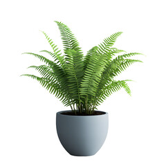 palm tree in a pot
